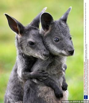 日韩偷拍毛茸茸视频,隐私边界与道德拷问